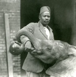 Il giovane elefante africano Kiberenge che beve con Darisha, zoo di Londra, settembre 1923